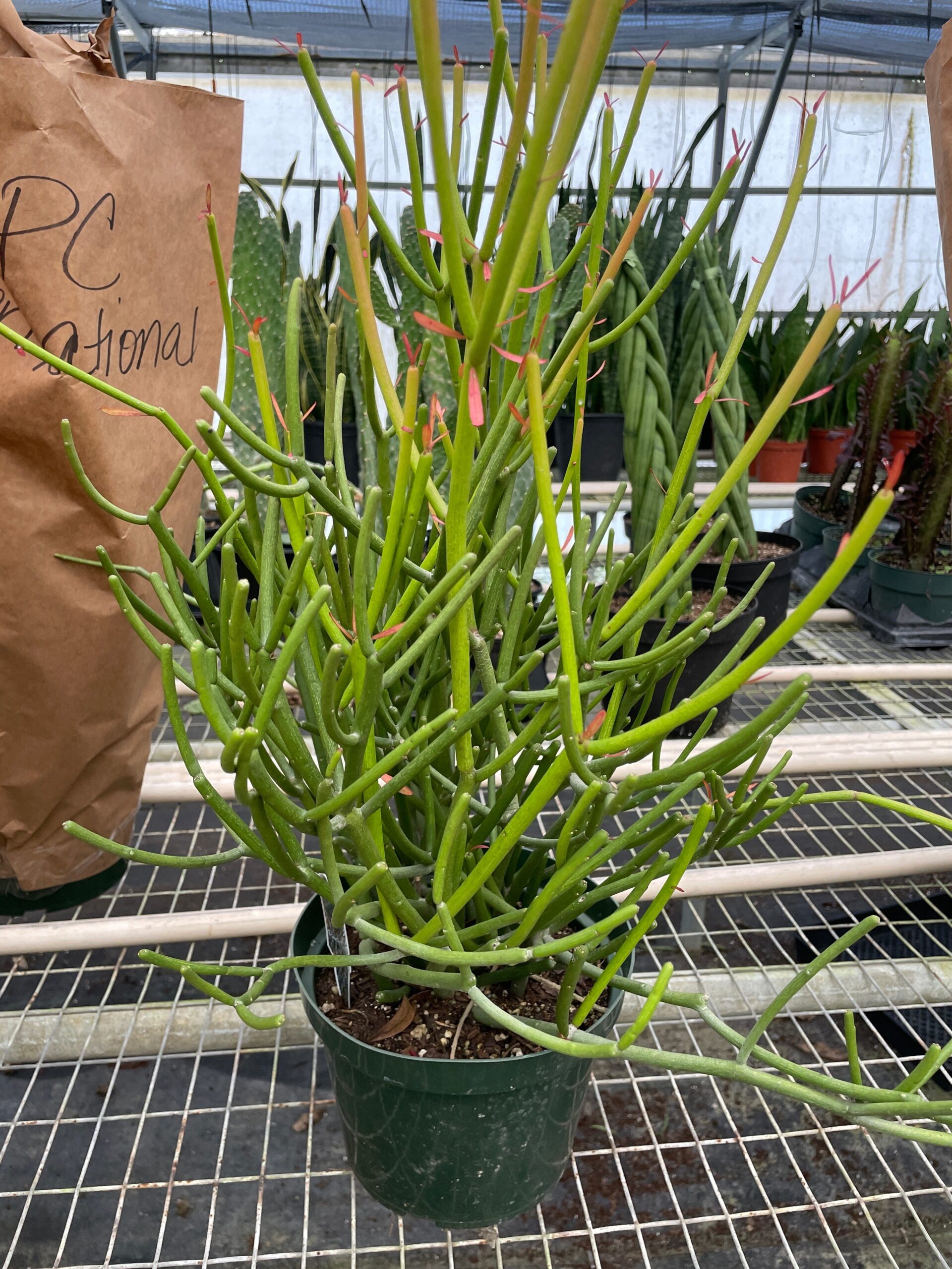 A plant in a pot with a bag on it.