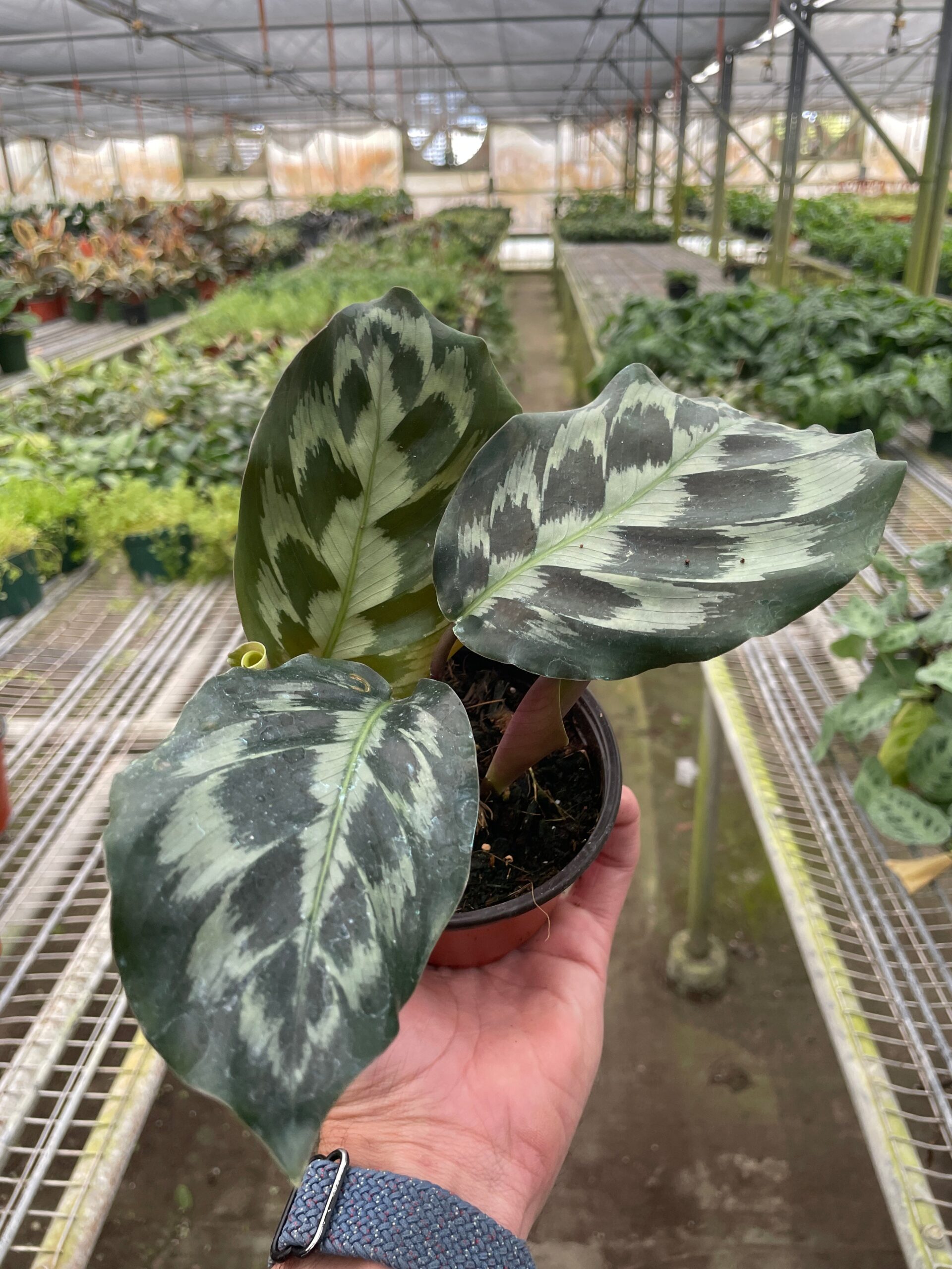 A hand holding a potted plant.