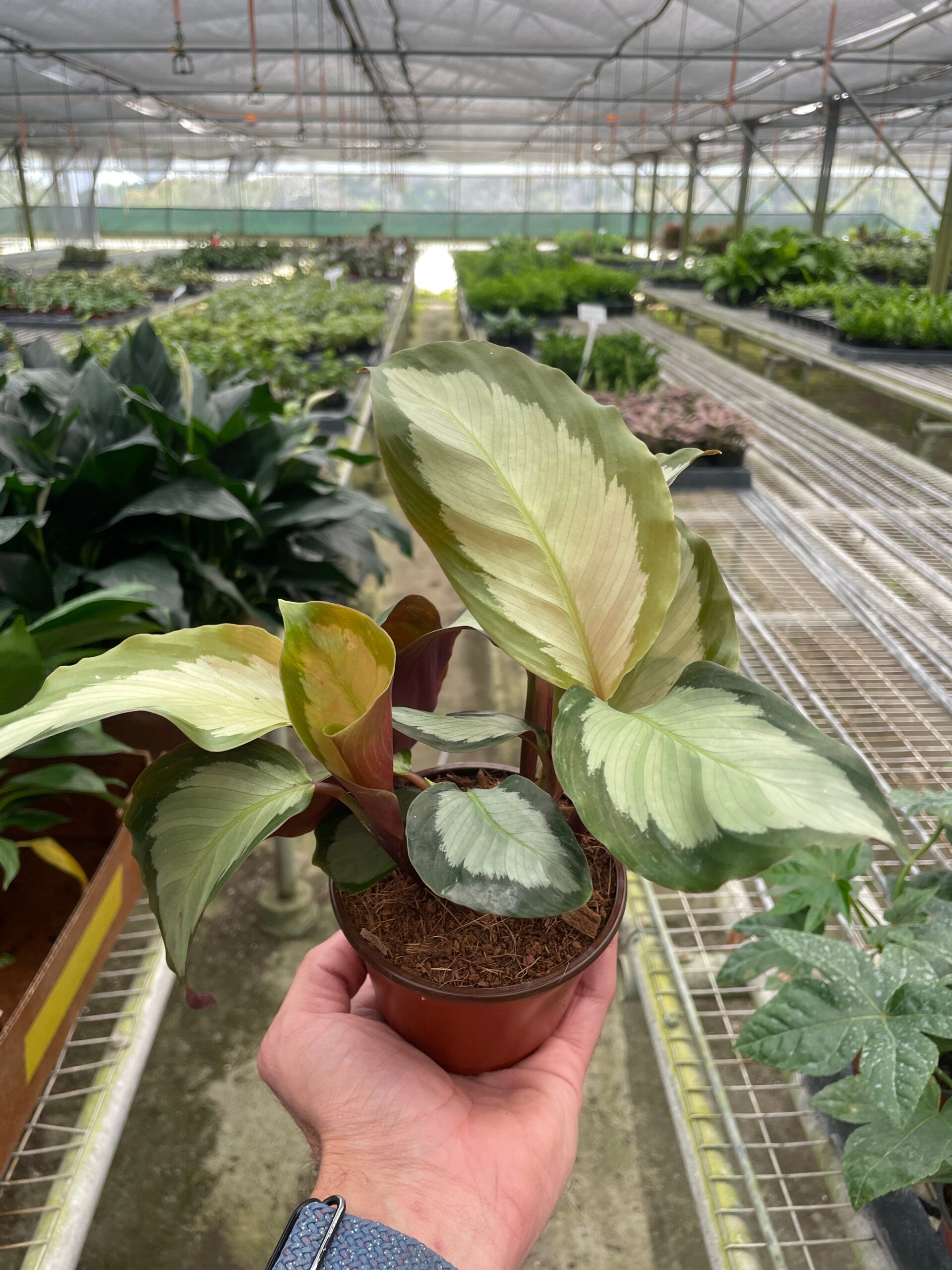 A hand holding a potted plant.