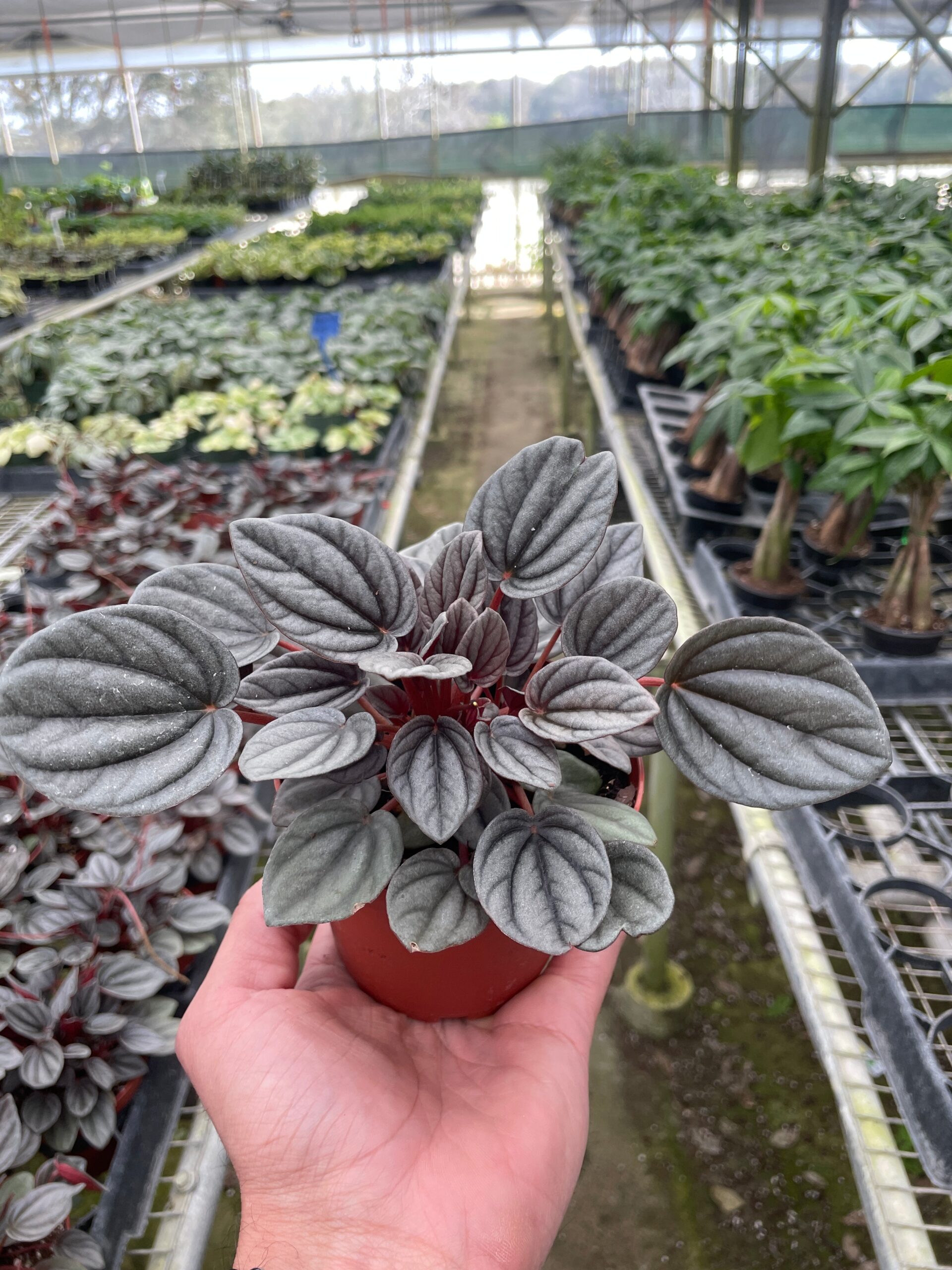 A person holding a plant in a greenhouse.