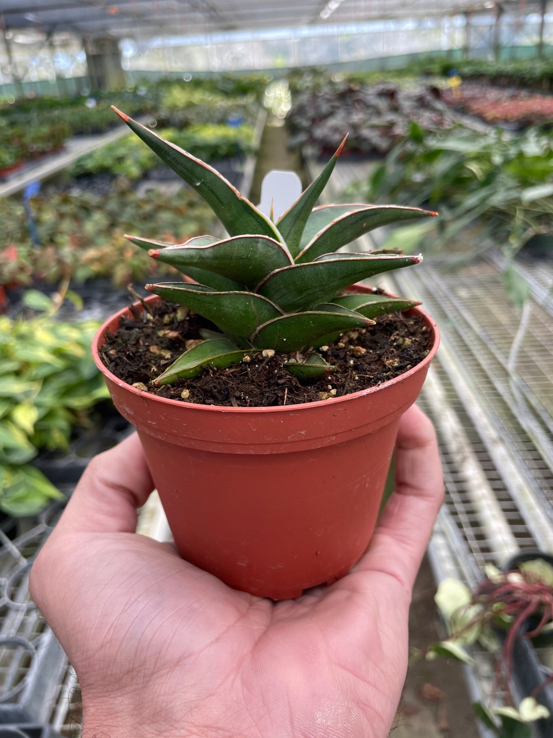 A hand holding a potted plant.