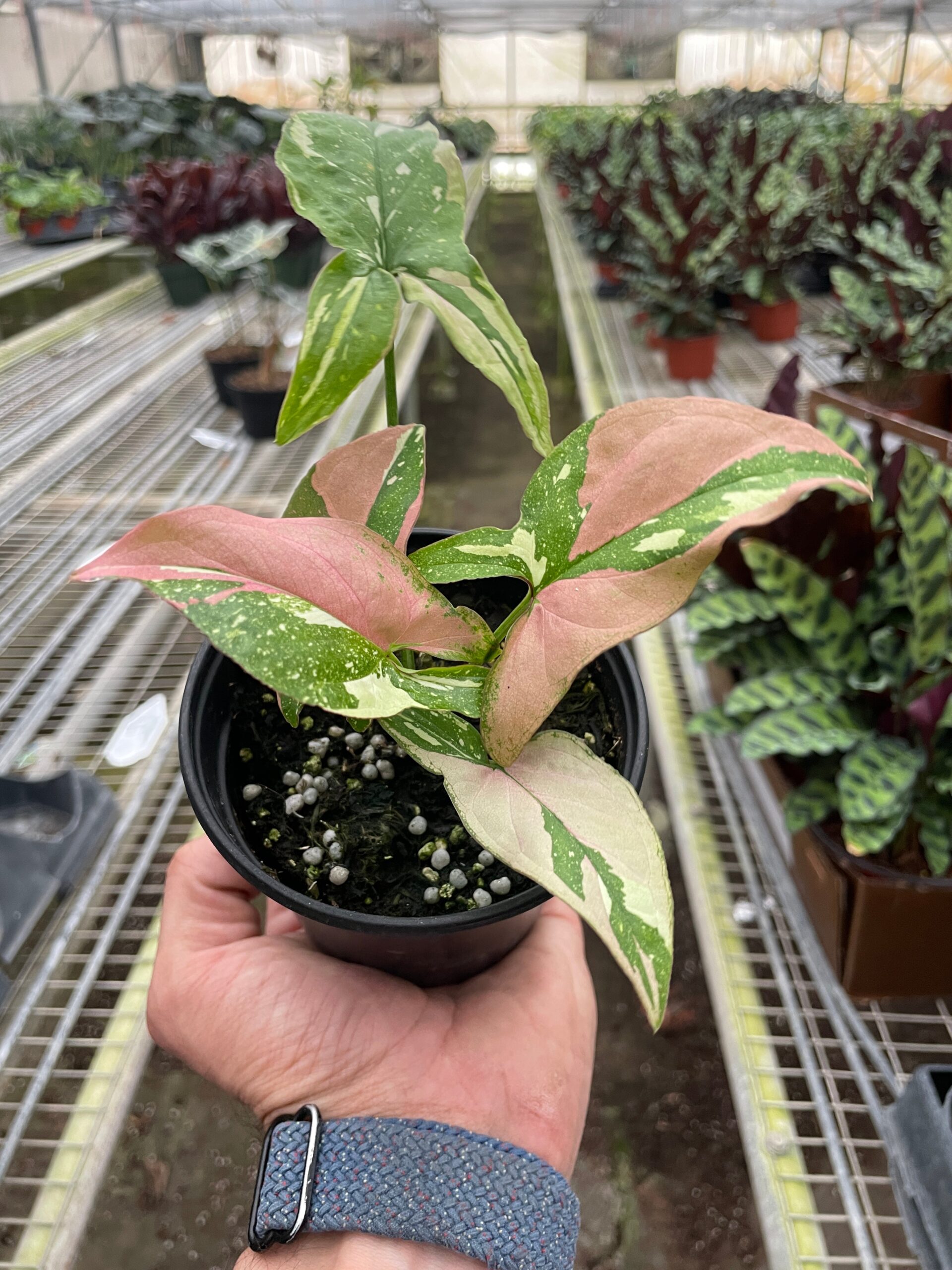 A hand holding a potted plant.