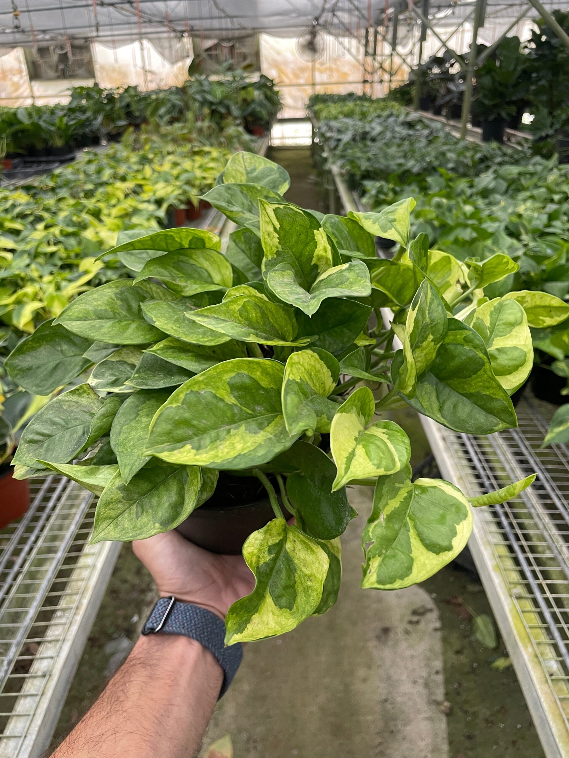 A hand holding a potted plant.