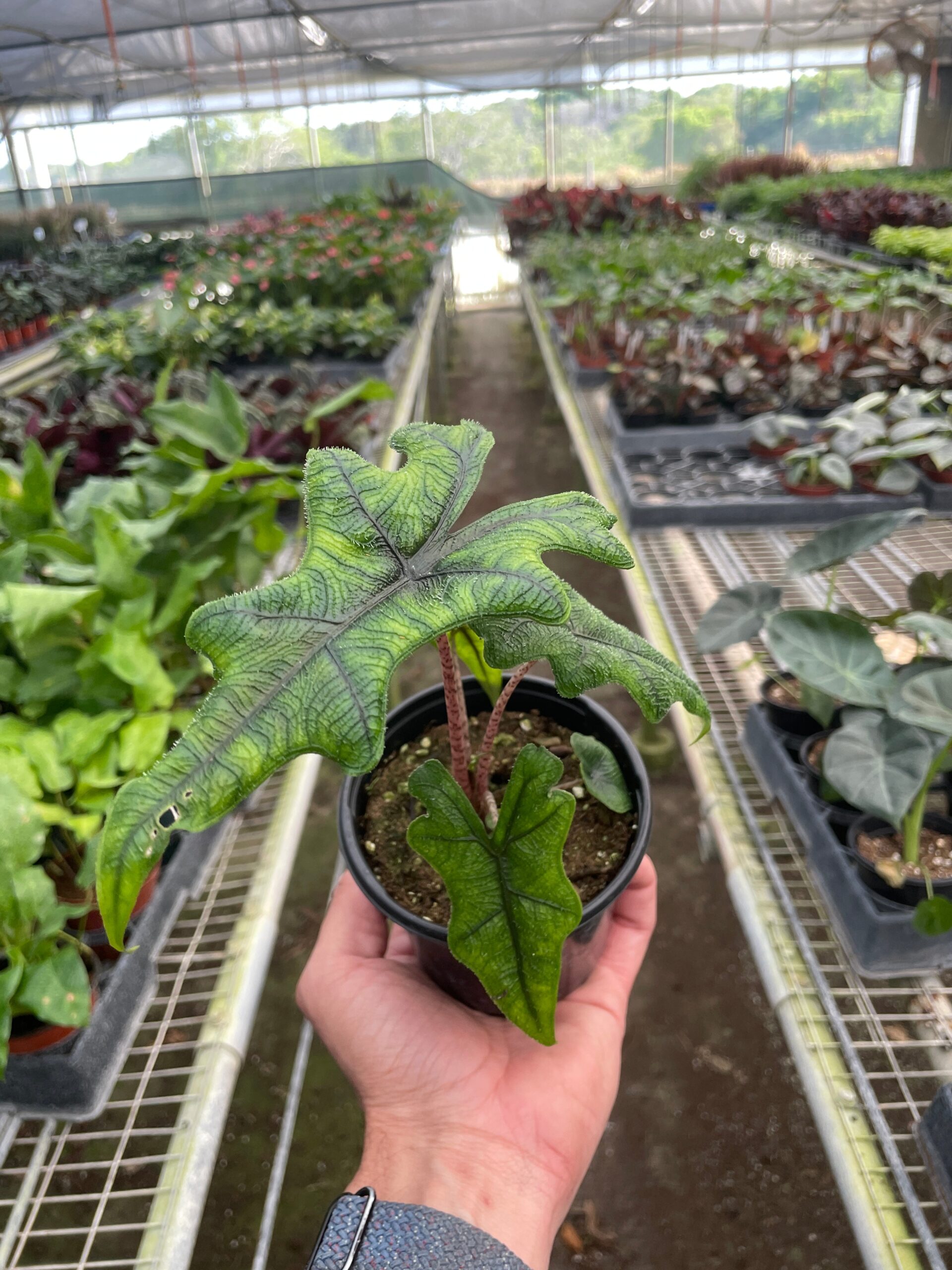 A person holding a potted plant with intricate green leaves in a greenhouse full of various plants.