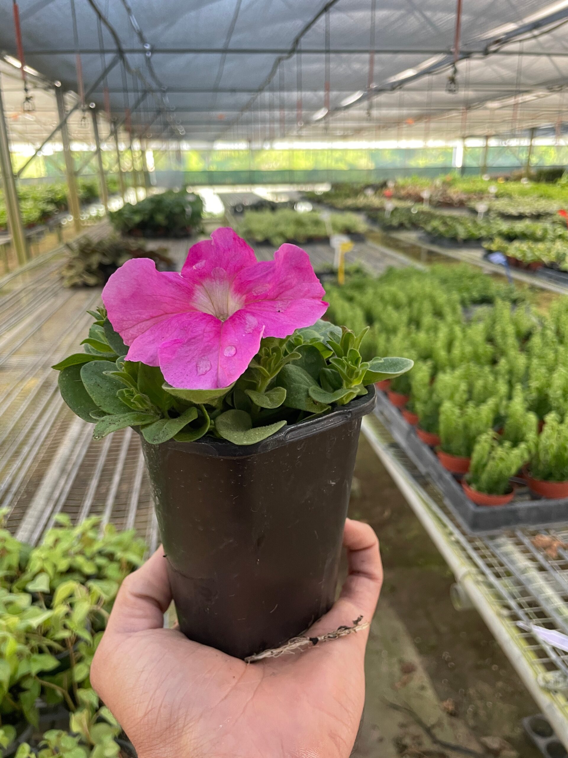 A hand holds a potted plant with a vibrant pink flower in a greenhouse filled with various other plants in rows.