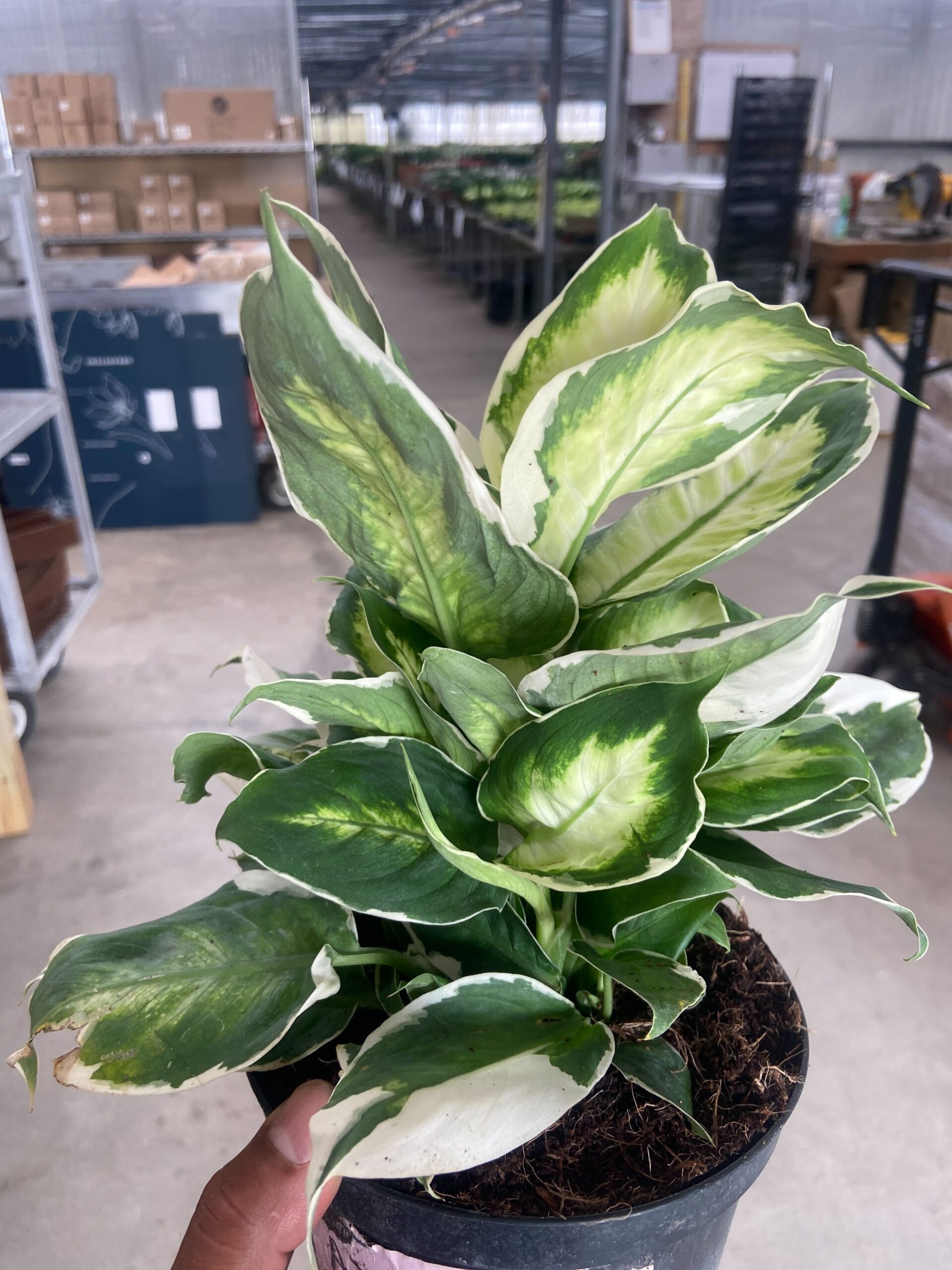 A person holds a potted plant with large green and white variegated leaves inside a greenhouse with multiple other plants and shelving in the background.