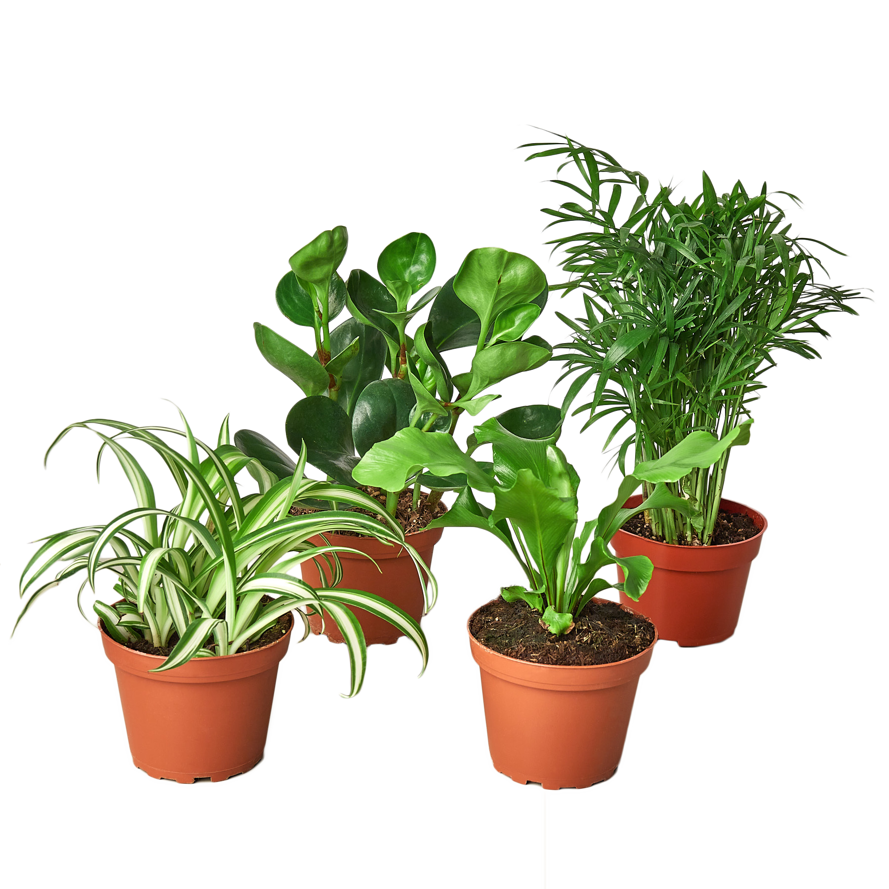 Four potted indoor plants arranged on a light-colored surface, including a spider plant, a rubber plant, a small fern, and a parlor palm, all in terracotta pots.