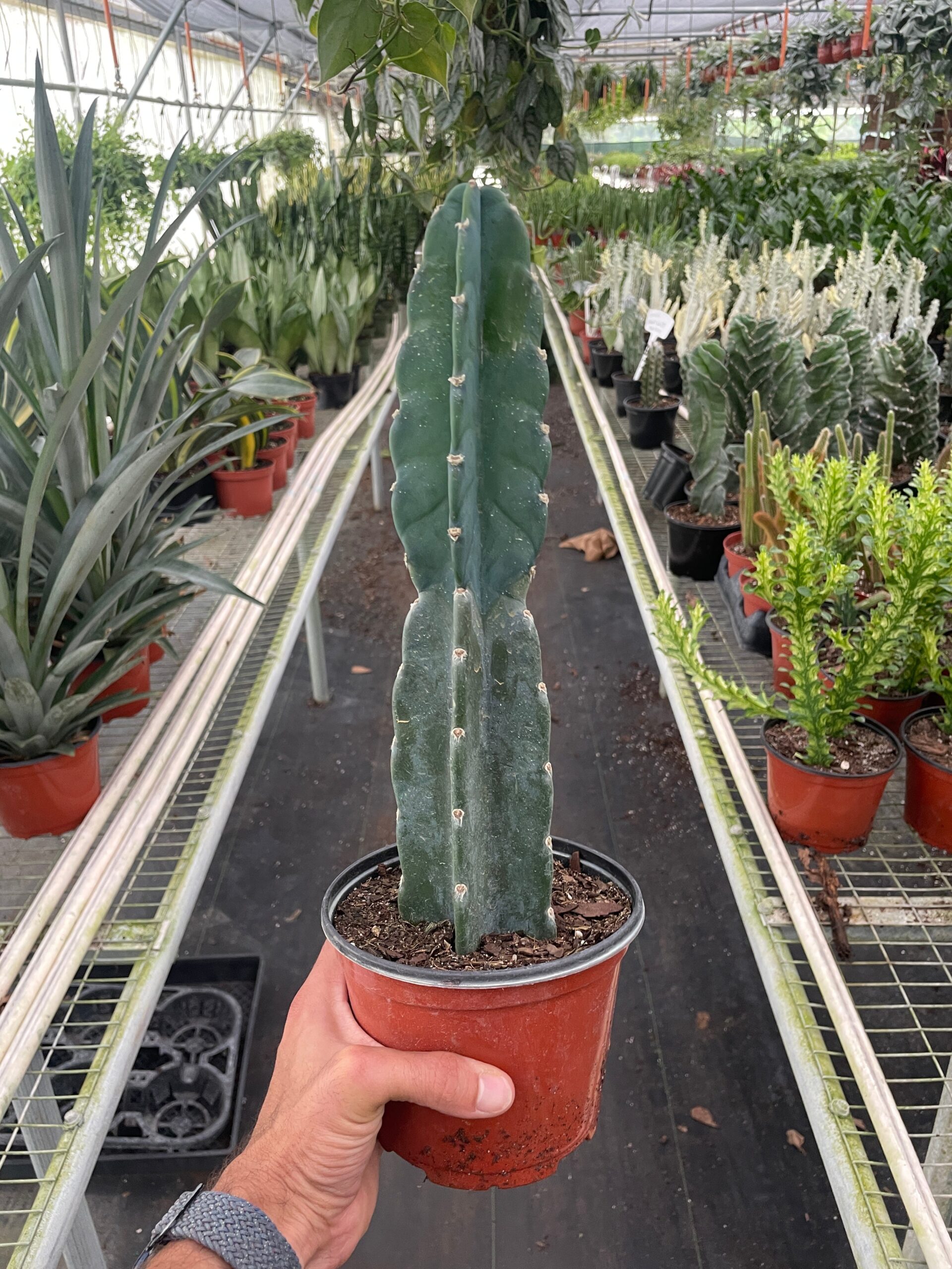 A person holds a potted cactus in a greenhouse surrounded by various plants on shelves.