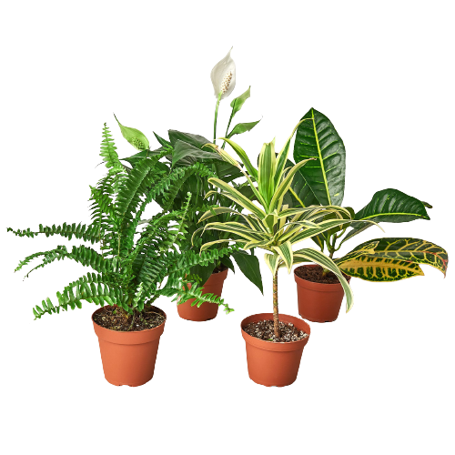 Four potted plants: a fern, a peace lily, a dracaena, and a croton, arranged side by side with green leaves in terracotta pots.