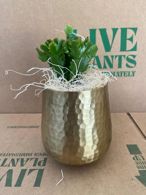 A small green plant in a textured gold pot, placed on a cardboard box labeled 