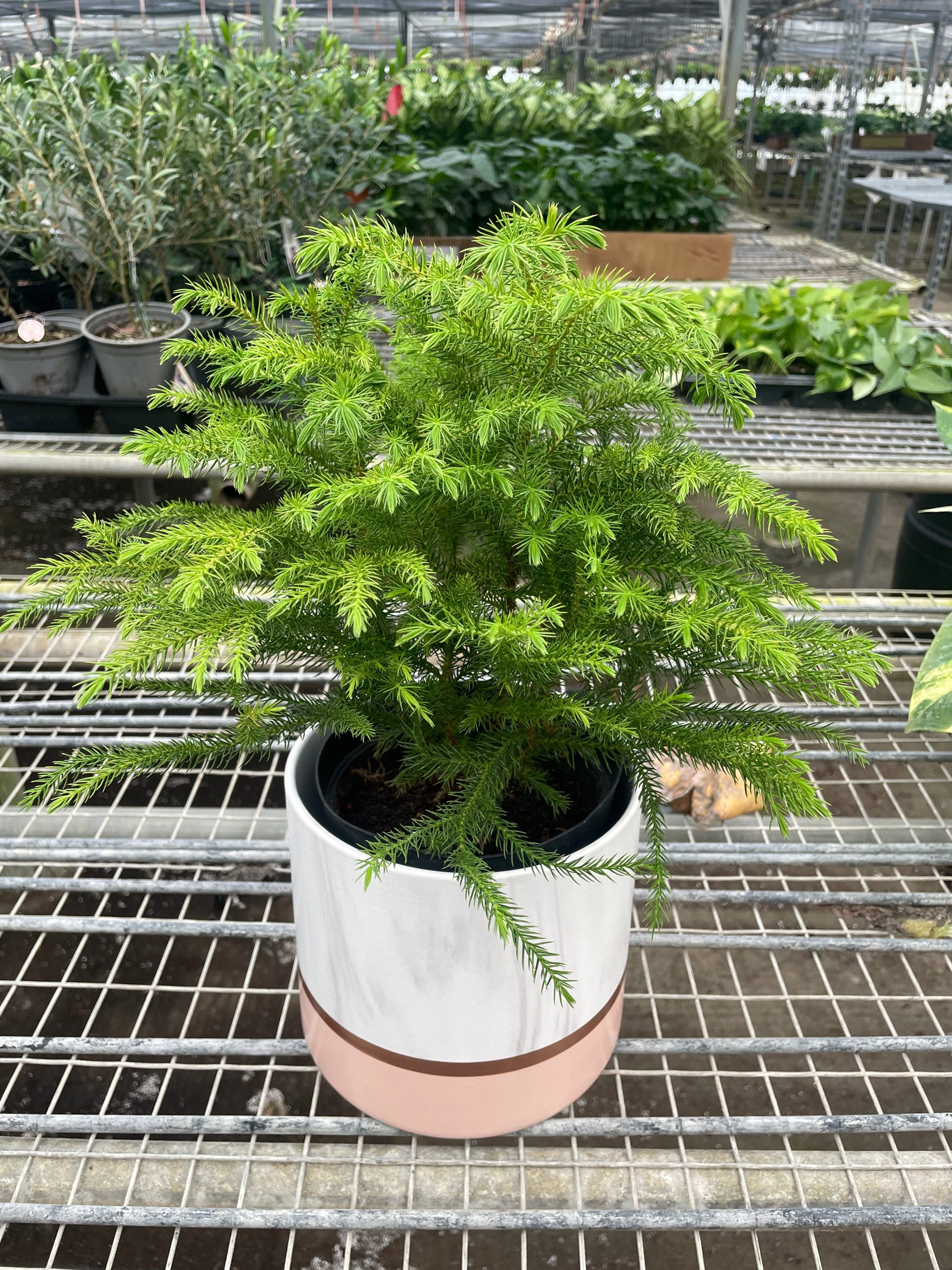 Potted Norfolk Island pine on a metal shelf in a greenhouse setting.