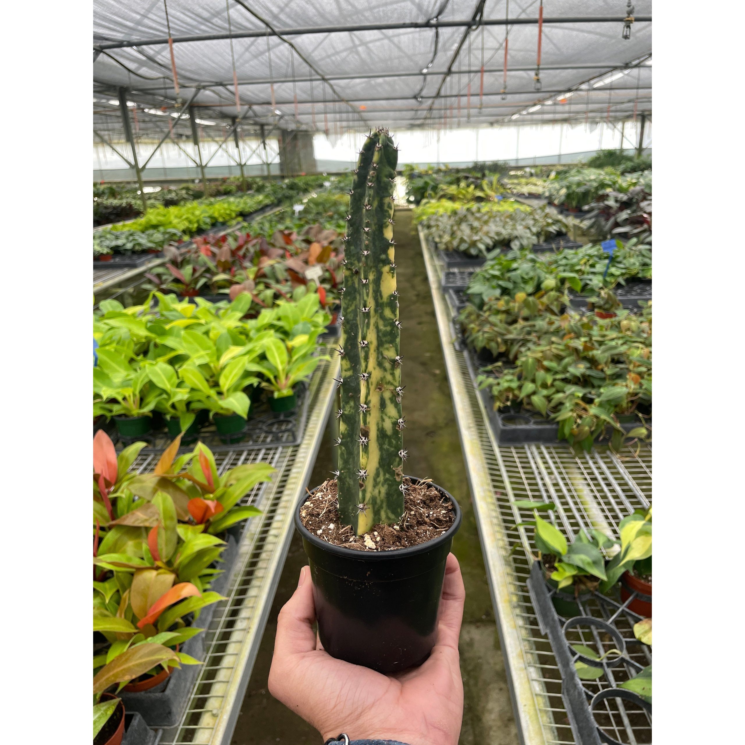 A person holding a potted cactus in a greenhouse with rows of various plants in the background.