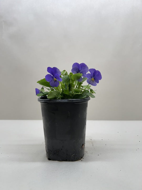 A black plastic pot containing a small plant with purple flowers, placed on a plain white surface.