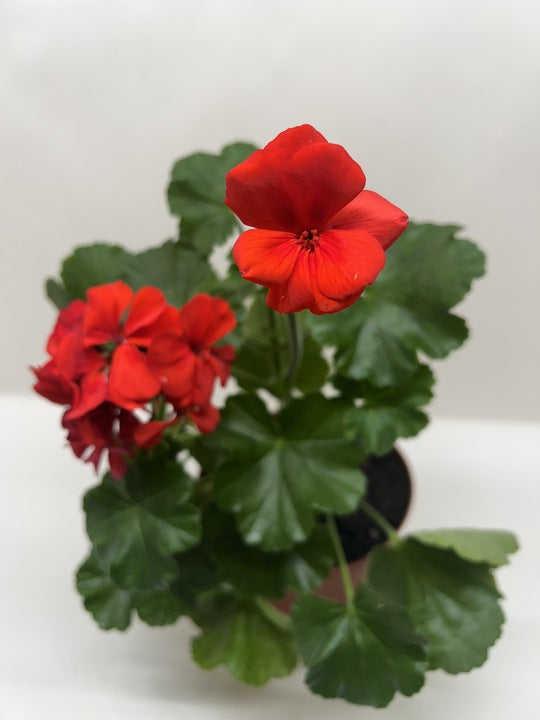 A potted geranium with vibrant red flowers and dark green leaves against a plain background.